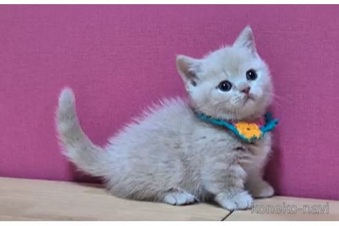 成約済の東京都のマンチカン(短足)-105332の3枚目